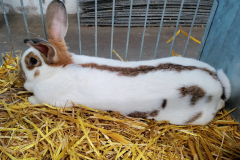 cesky-strakac-divoce-zbarveny