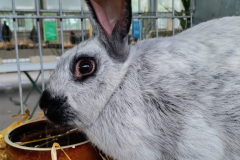 francouzsky-stribrity