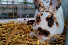 rex-dalmatinsky-strakac