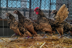 sebritka-stribrna-cerne-lemovana