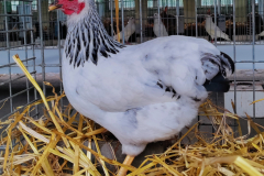 zdrob.-vyand.-bila-kolumbie