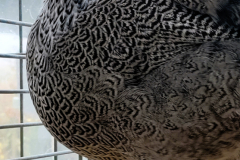 d9