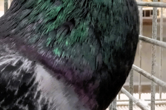 h12