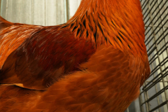 d18