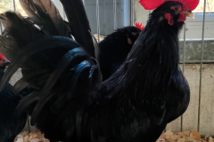 d24