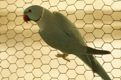 e7