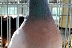 h11