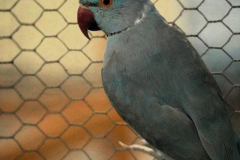 a9